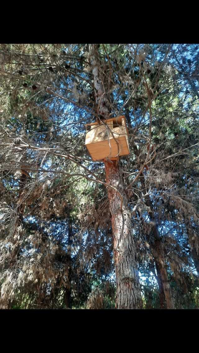 Caja nido para lechuzas y búhos instalada en árbol nativo alto