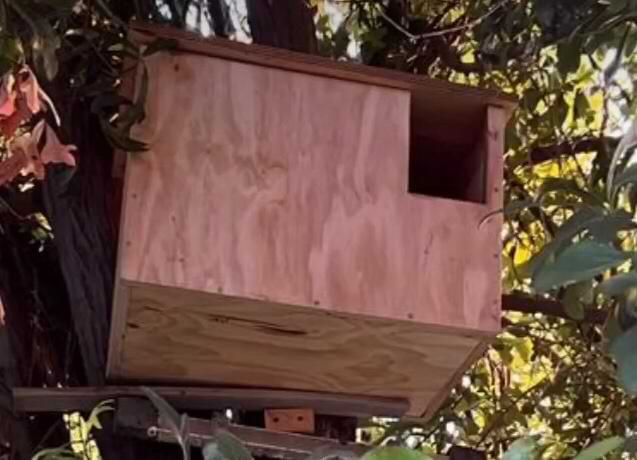 Caja nido para lechuzas y búhos instalada en árbol
