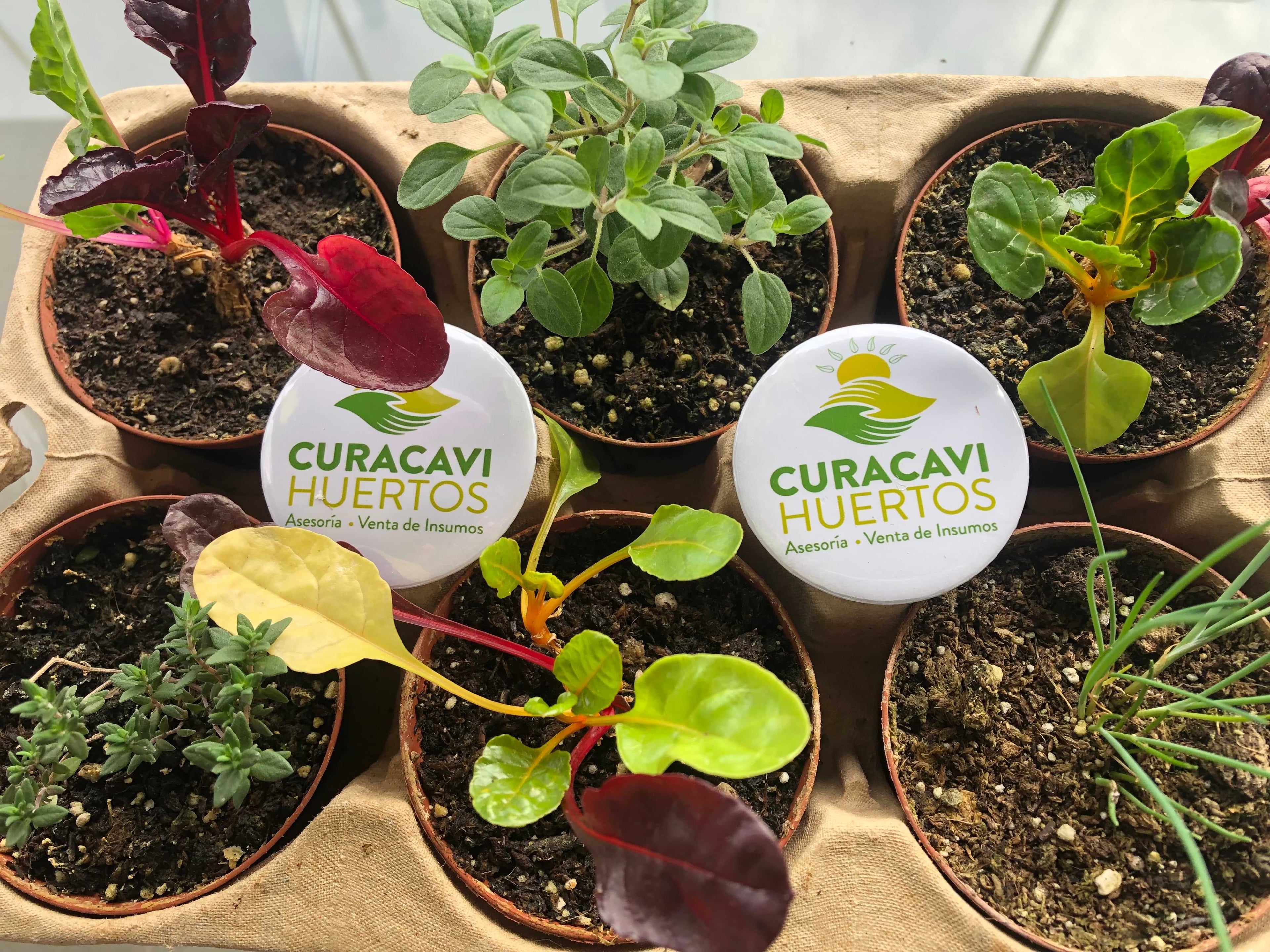 Plantas-y-chapitas-Curacaví-huertos
