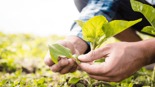 Asesoría: "Implementa tu propio Huerto Orgánico"