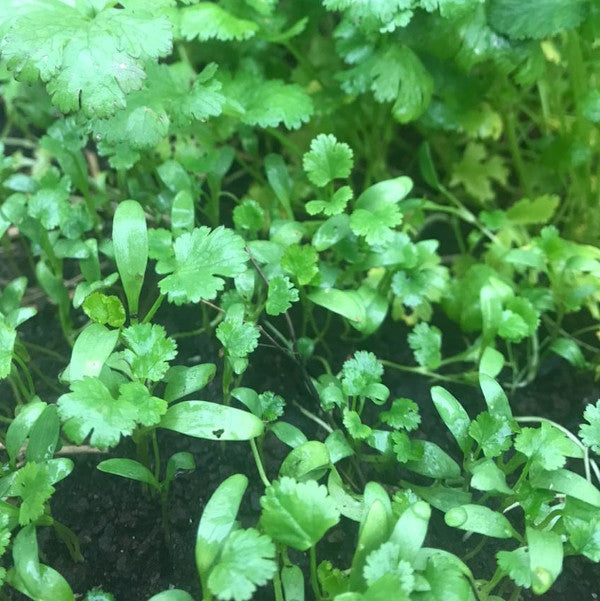 Cilantro Fino