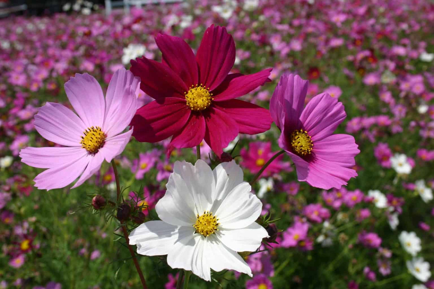Cosmos (mix)