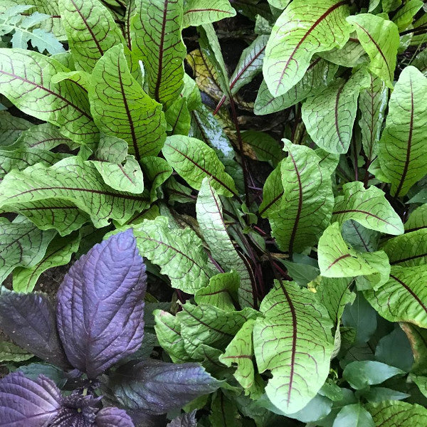 Acedera (rúmex rojo)