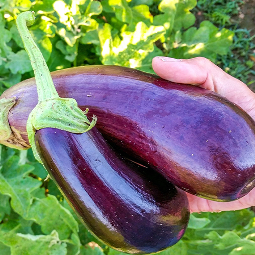 Berenjena Rosa Bianca