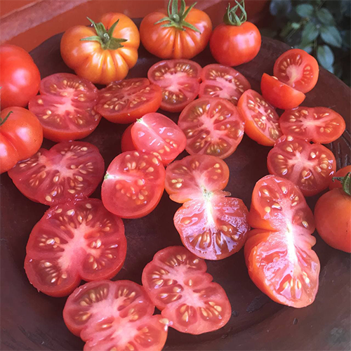 Tomate Santorini