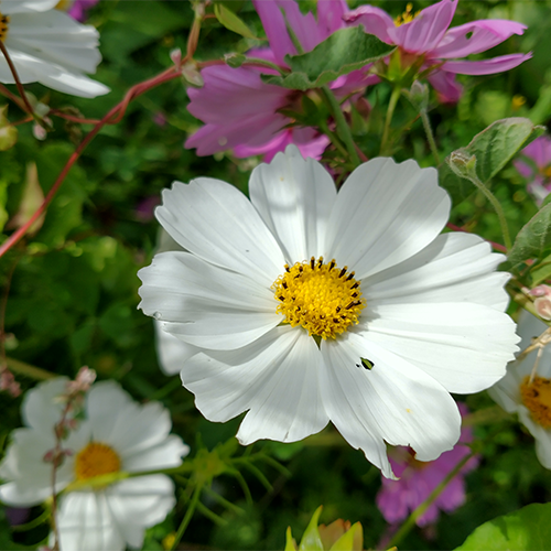 Cosmos (mix)