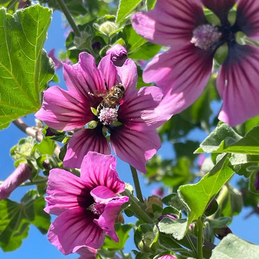 Malva Gigante Lila