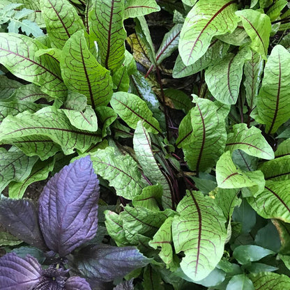 Acedera (rúmex rojo)