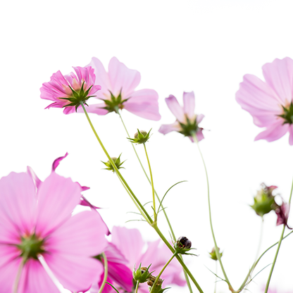 Cosmos (mix)