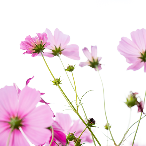 Cosmos (mix)