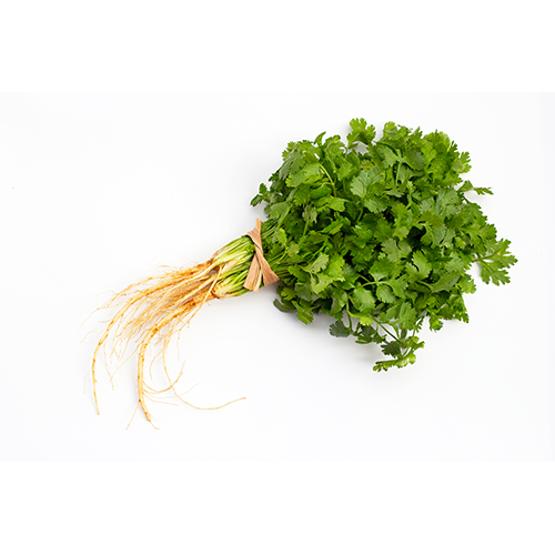 Cilantro Fino